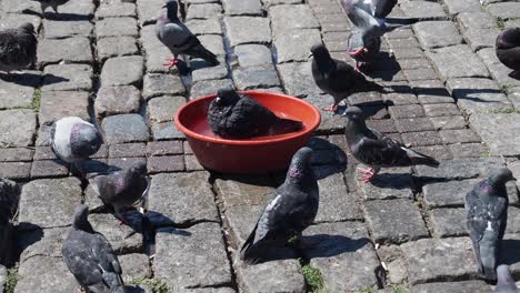 pigeons drinking water on cobblestones