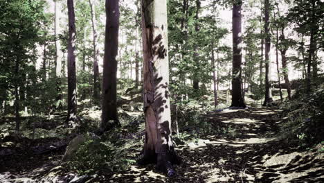 sunlight filtering through trees in a serene forest environment