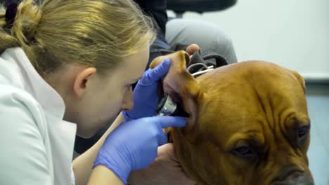 dog in the veterinary clinic