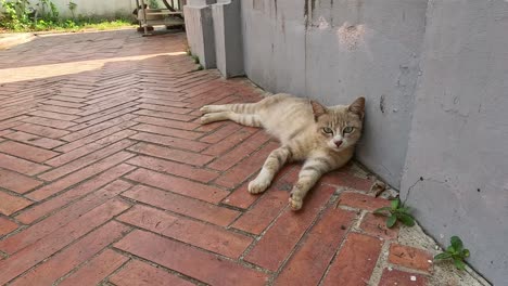 a cat stretches and relaxes on a sunny day.