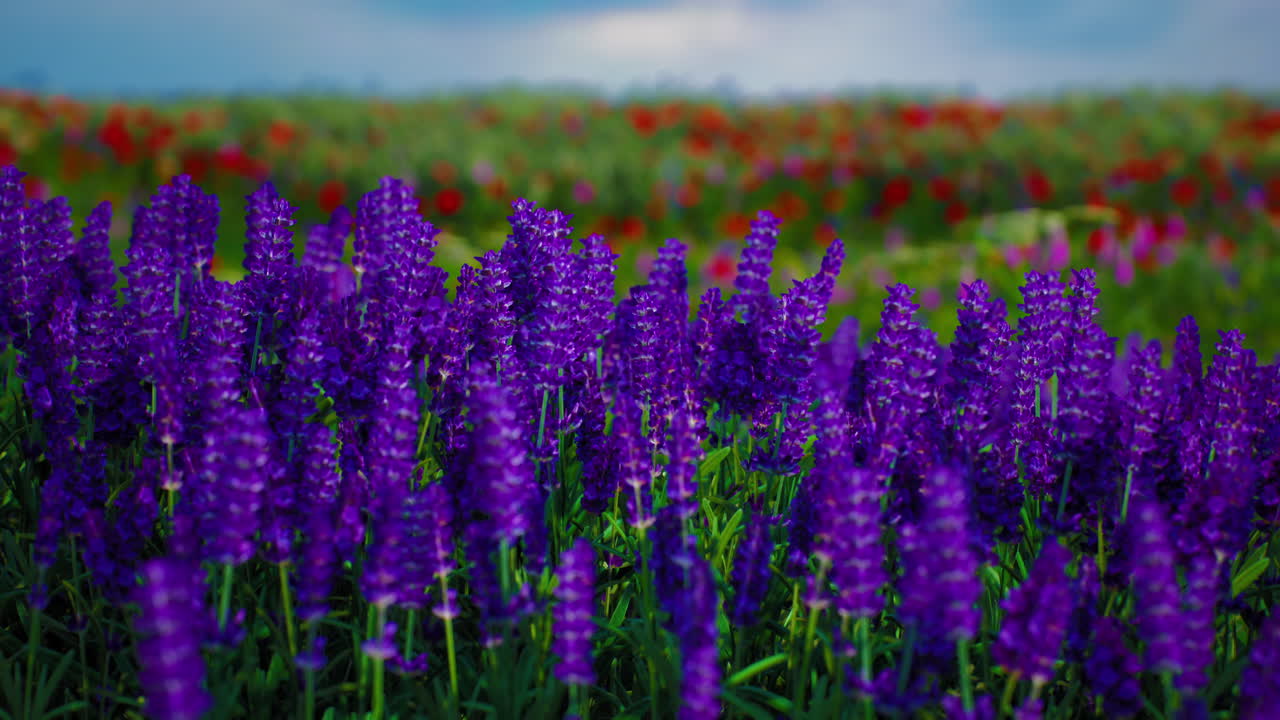 красочное поле цветущих фиолетовых цветов под облачным небом весной