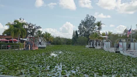 tilt down 4k shot revealing large tourist air boats docked in the everglades near miami florida with alligators and crocodiles hiding under lily pads all surrounded by palm trees on a warm sunny day