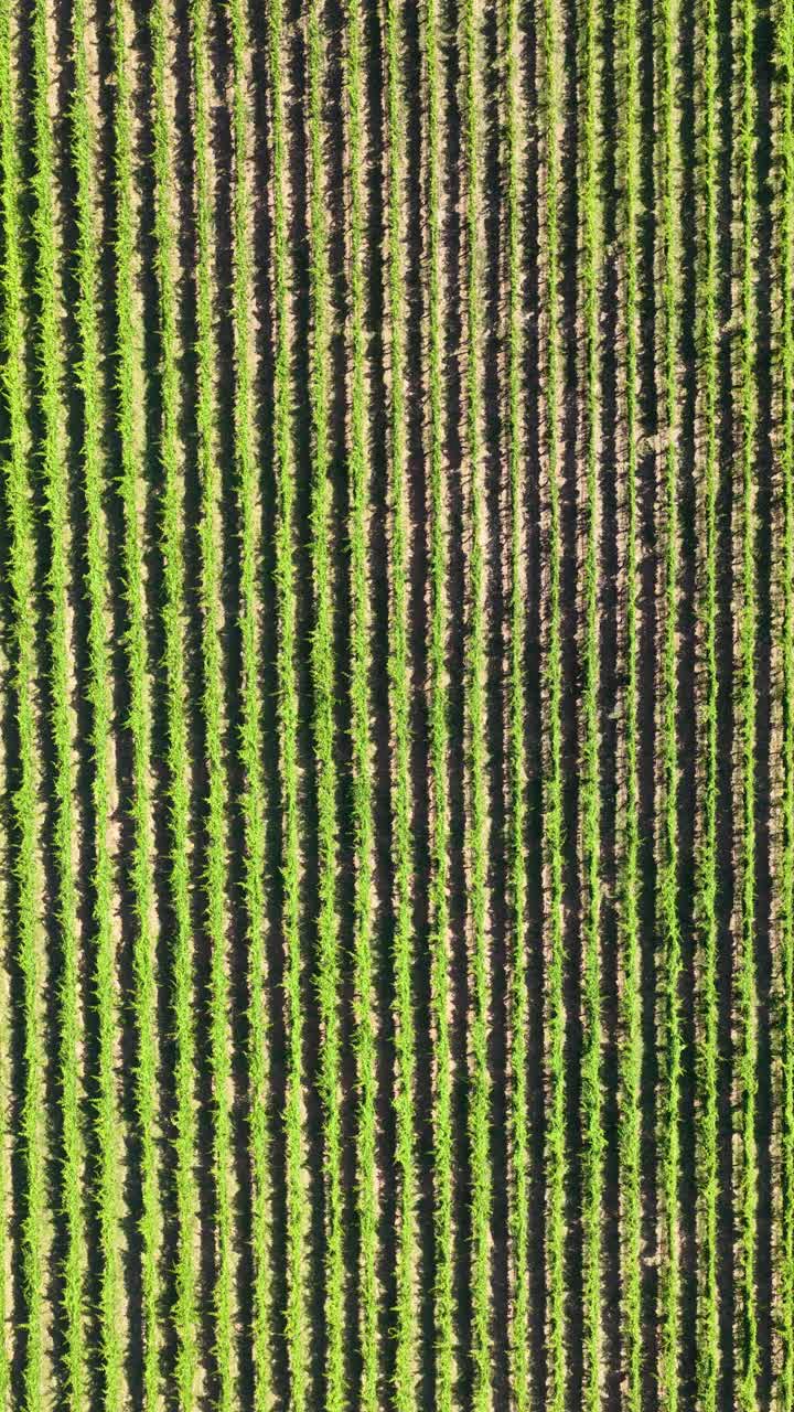Aerial Top View of Green Crop Rows in a Farm Field