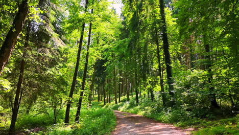 walk by the ground road in the beautiful wood. lovely sunny summer day in the nature
