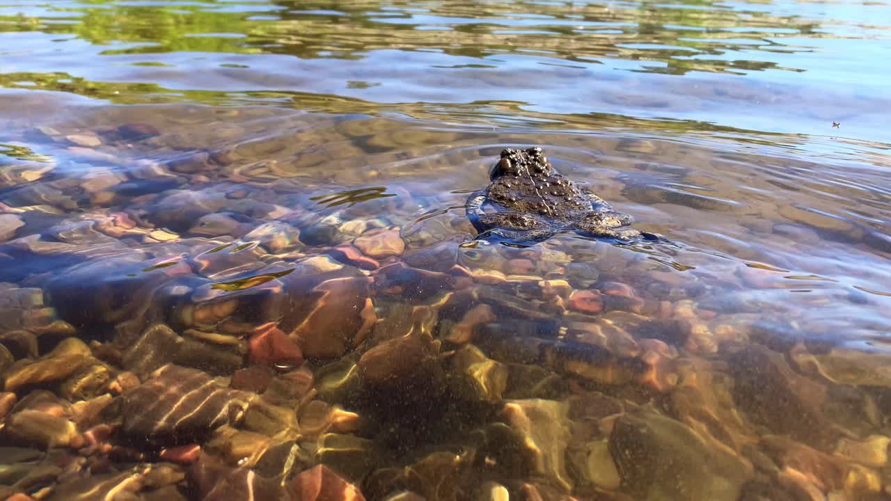 서양의 개구리 한 마리가 강에서 물을 헤엄치고 있다.