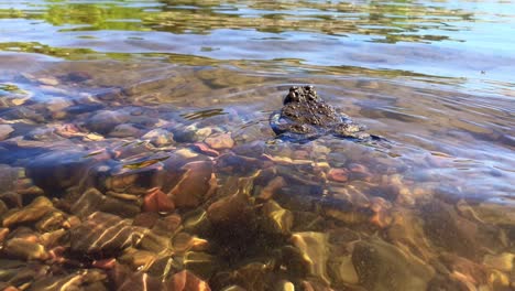 un sapo occidental nadando a través del agua en un río