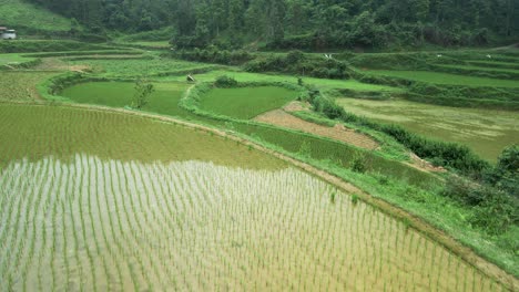 arroz recién plantado en plantación en terrazas de agua fangosa, avión no tripulado vuela bajo revelando más campos de arroz reflectantes en un valle verde y exuberante