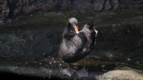 cisne negro uno cygnus atratus arreglando o arreglando las plumas de pie en un acantilado a la luz del sol