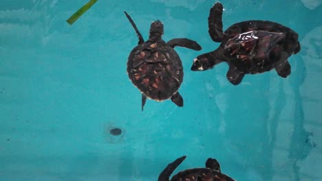 Baby-Sea-turtles-play-in-saltwater-pond,-top-down-view