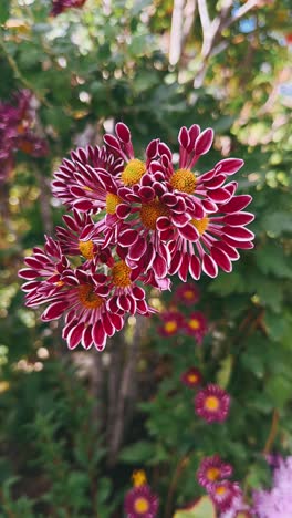 close-up of a cluster of purple chrysanthemum flowers