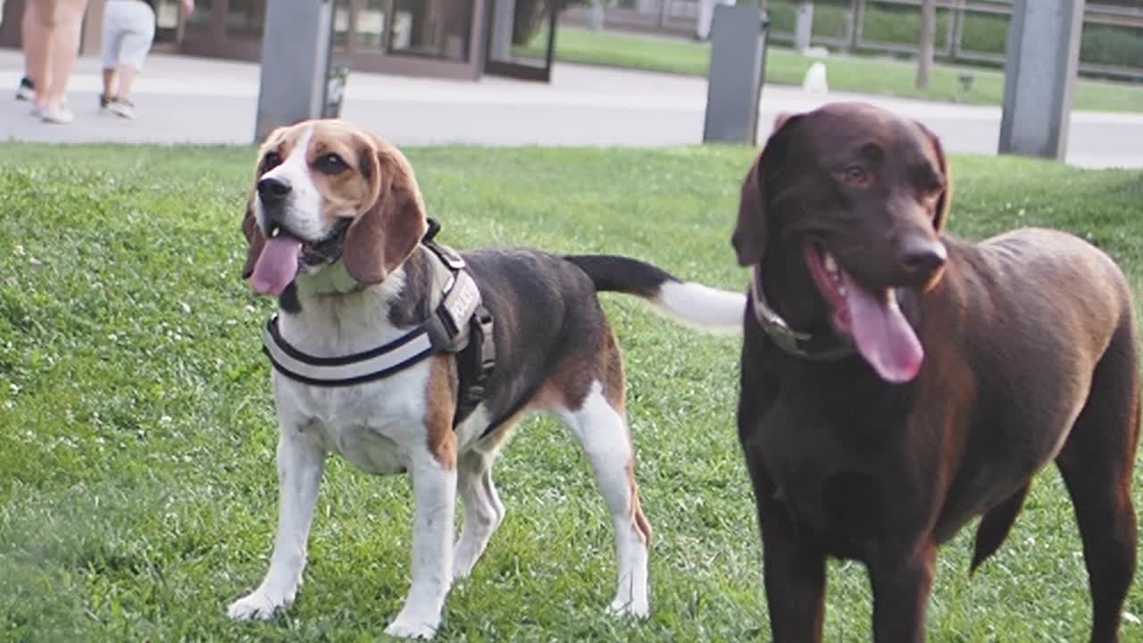 dos perros jugando en un parque
