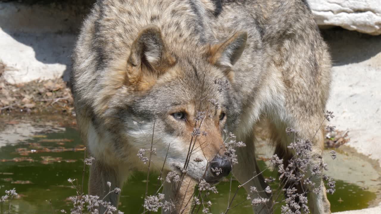 la mirada penetrante de un lobo mirando fijamente un misterio natural