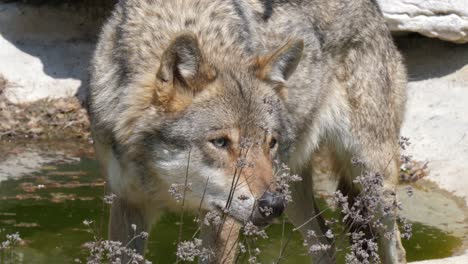 Durchdringender-Blick-Eines-Wolfes,-Der-Auf-Ein-Naturgeheimnis-Starrt