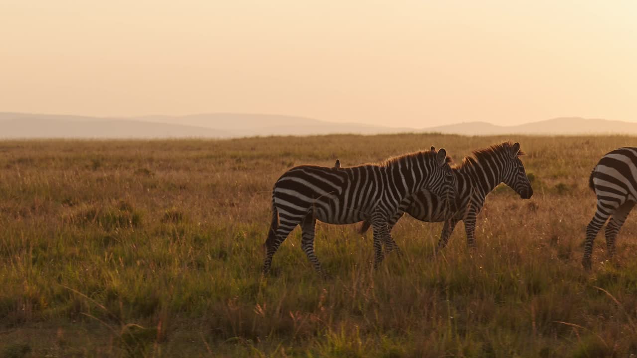 Zebra Herd Walking, Africa Animals on Wildlife Safari in Masai Mara in Kenya at Maasai Mara National Reserve in Beautiful Golden Hour Sunset Sun Light, Steadicam Tracking Gimbal Following Shot