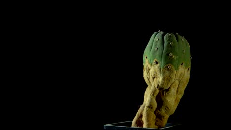 peyote green cactus rotates on dark background.