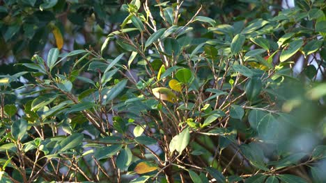 Wild-Warbling-white-eye,-perched-on-the-tree-branch,-wondering-around,-foraging-for-food,-close-up-shot