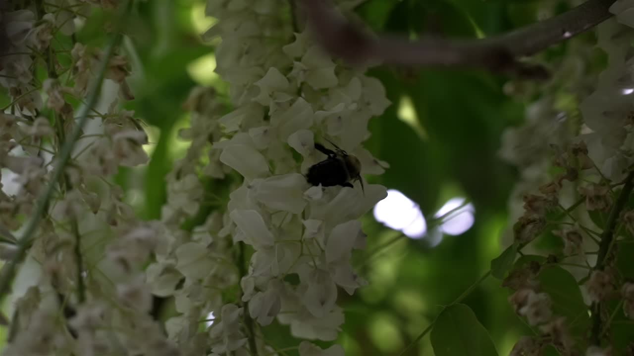 la abeja poco iluminada navega a través de flores delicadas en forma de campana blanca, fondo bokeh