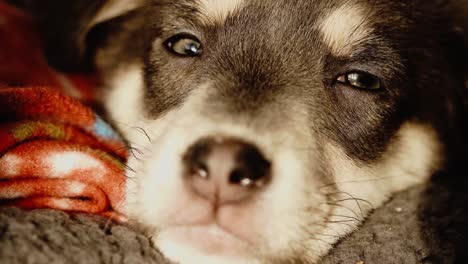 varias tomas de primer plano de un cachorro soñoliento a la luz del atardecer