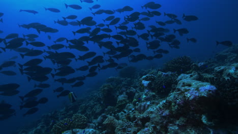 Eine-Atemberaubende-Unterwasserlandschaft-Mit-Einem-Riesigen-Fischschwarm,-Der-Vor-Der-Kulisse-Des-Blauen-Ozeans-über-Dem-Lebhaften-Vulkanischen-Korallenriff-Schwimmt