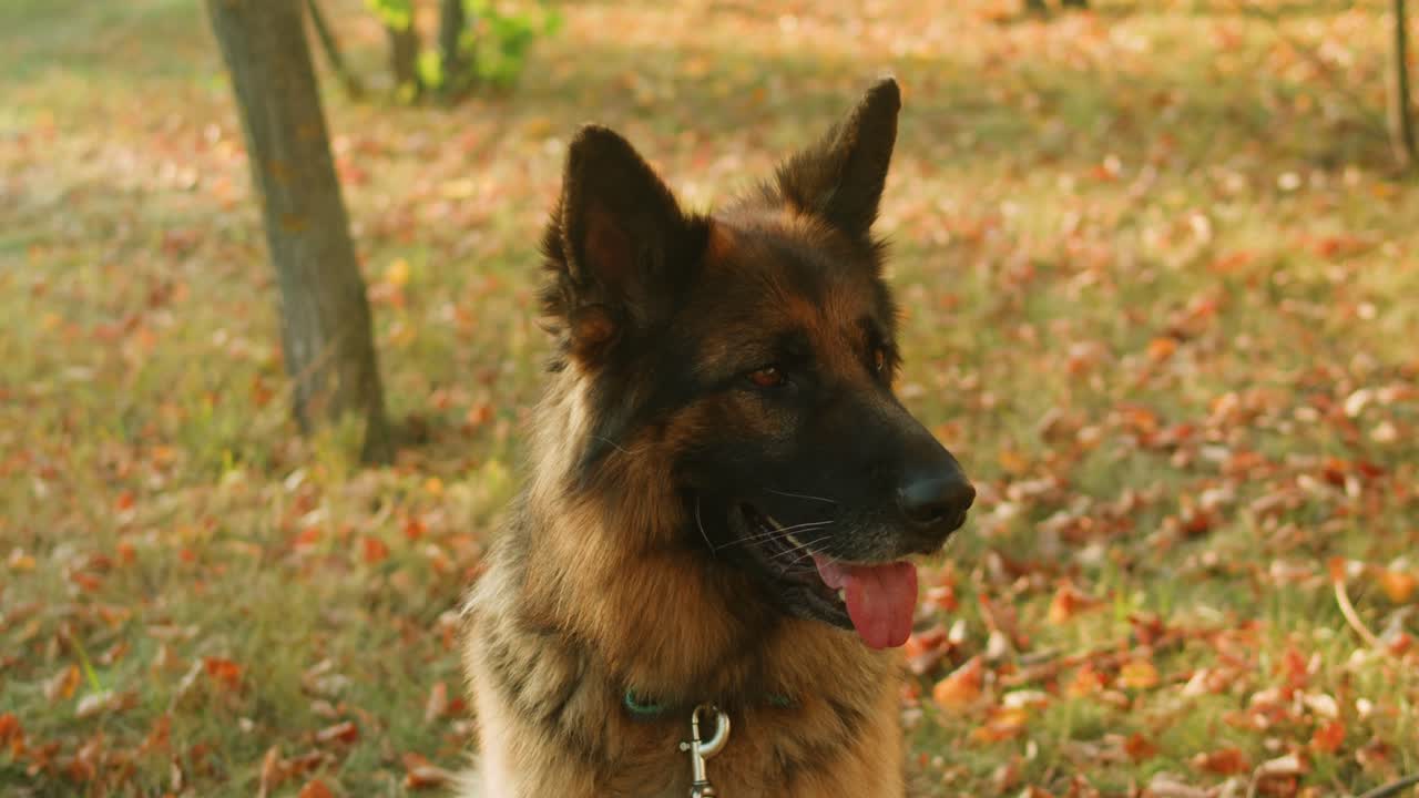 German Shepherd in Autumn Park