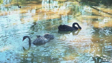 un cisne negro y dos grises buscando y comiendo comida en un lago marrón en un día soleado