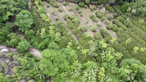 mahe, seychelles amazing drone reveal shot mod multiple small stream of river over lush vegetations, a cinematic move of revealing the woods