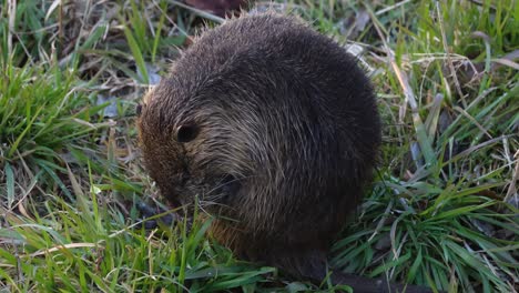 a coypu nibbles on grass calmly.