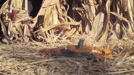 Tiro-Medio-Cuando-Una-Calabaza-Mohosa-Cae-En-Cámara-Lenta,-Golpea-El-Suelo-Y-Se-Derrumba-En-Una-Pila-De-Papilla