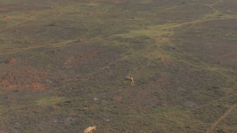 Antena-De-Drones,-Antílopes-Nyala-Buscando-Hierba-Verde-En-Un-Campo-Quemado-En-La-Naturaleza