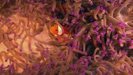 clownfish close up in sea anmeone with purple tentacles