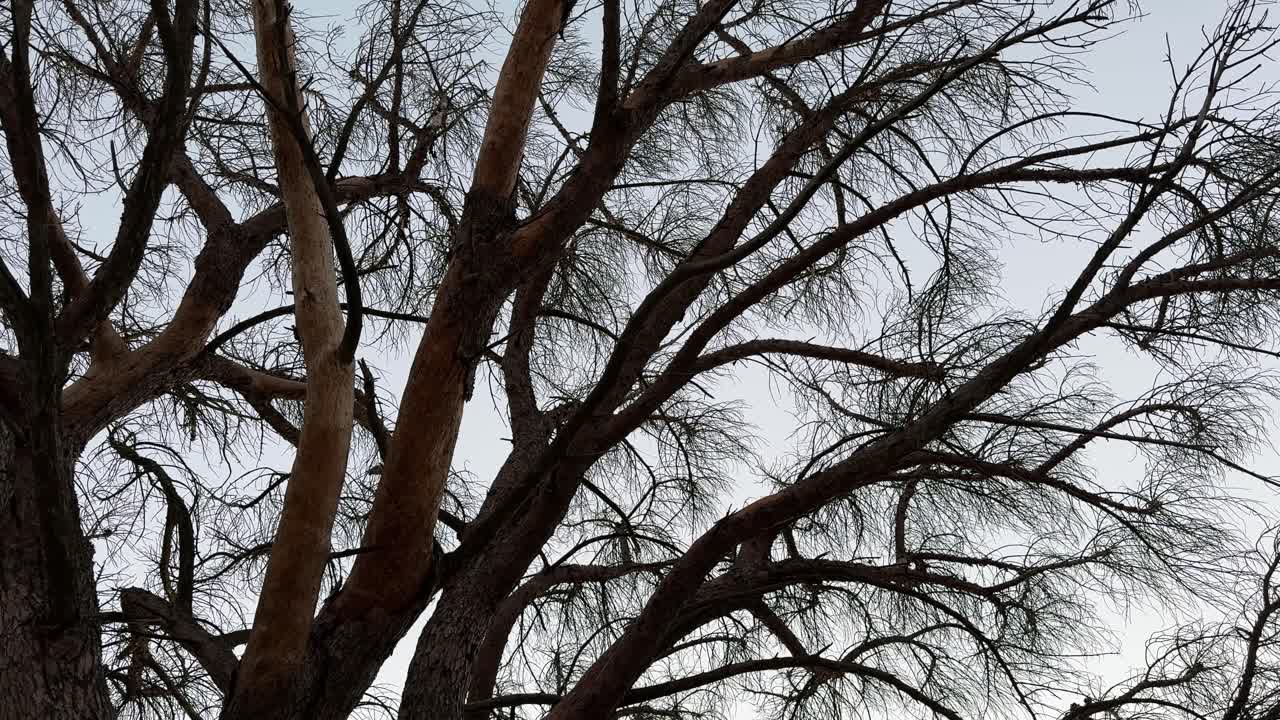 A silhouetted leafless tree on a mountain during the late autumn. The tree is near Table Mountain near Cape Town.