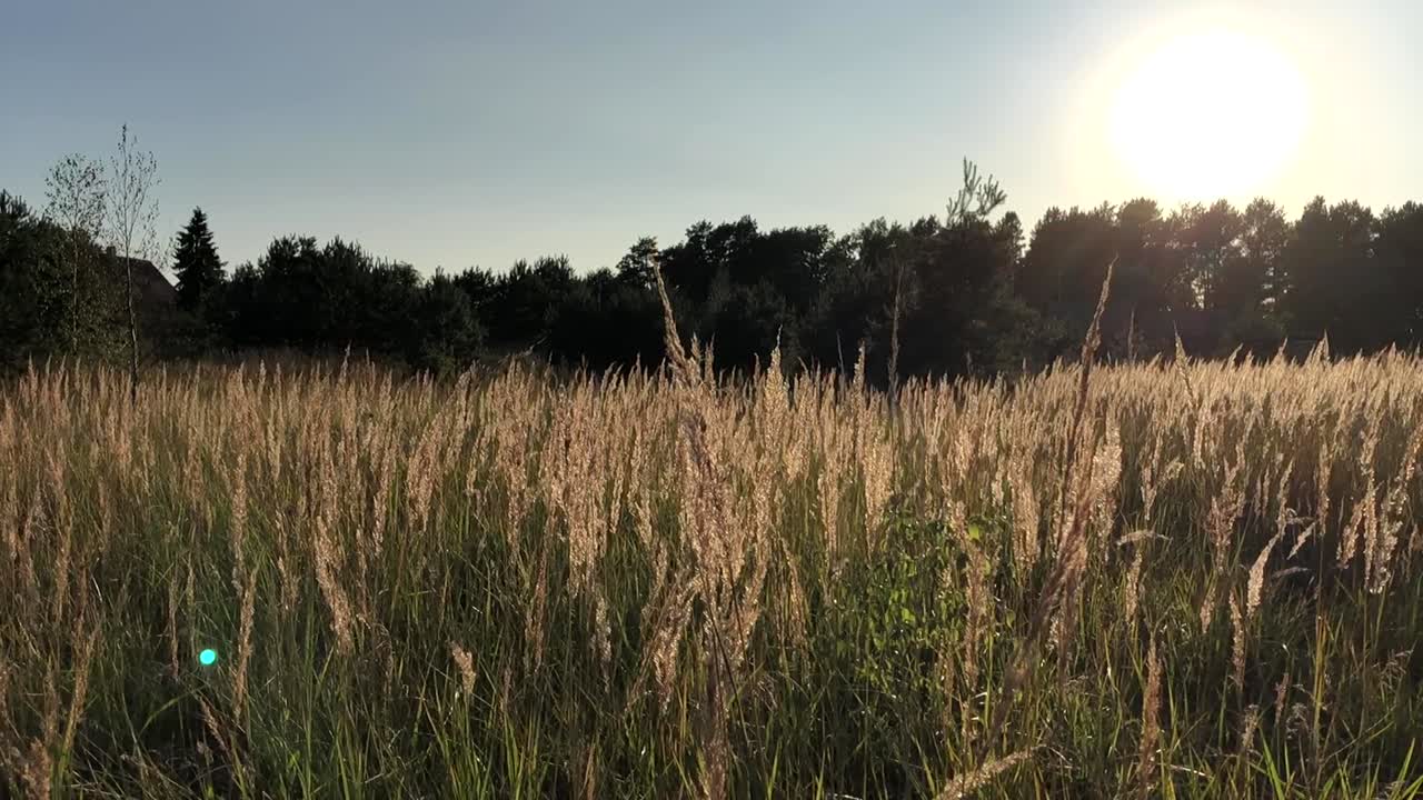 escena de verano de juncos ondeando en el viento, día nublado