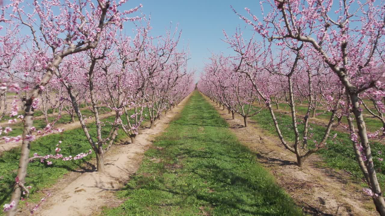 Aerial drone shot of camera fly through symmetrical pink blossom peach tree agricultural farm Pink and purple trees in bloom on spring day