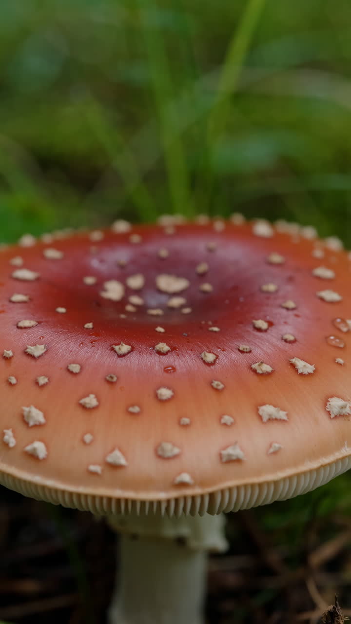 Close-up of a red and white spotted mushroom