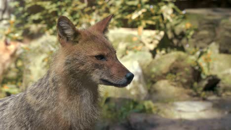 gorgeous portrait of a stately jackal.