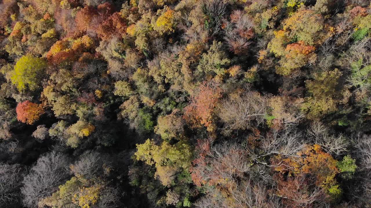 antena: plano cenital de un bosque otoñal con árboles de colores amarillentos