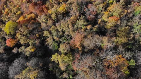 Aerial:-zenital-shot-of-an-autumn-forest-with-trees-in-yellowish-colours