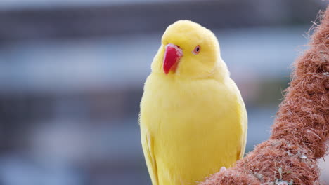 rose-ringed parakeet in yellow color, one pretty small parrot bird at osan birds park, south korea