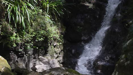 water flowing through lush rainforest creek