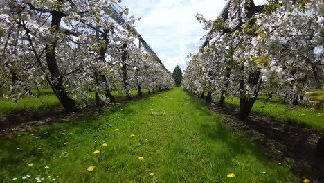 fpv flying in slow-mo through blossoming apple tree orchard over dandelions