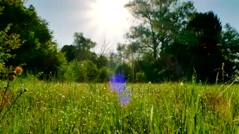 4k .morning meadow with green grass and dew . steady shot, animal view.