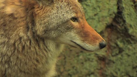 A-coyote-stands-in-a-forest-at-day