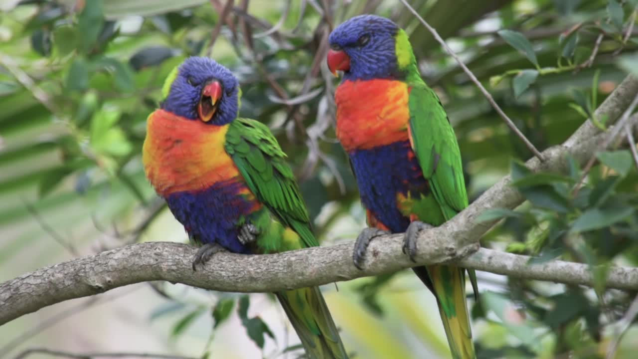 A pair of Rainbow Lorikeet birds side by side on branch, yawning and going to sleep