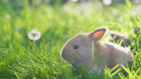 cute little rabbits on green grass, white little rabbit