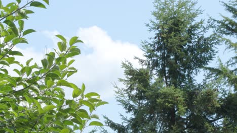 Eine-Leichte-Brise-Auf-Einem-Kleinen-Baum-Mit-Einem-Blauen-Himmel-Mit-Einigen-Wolken-Im-Hintergrund