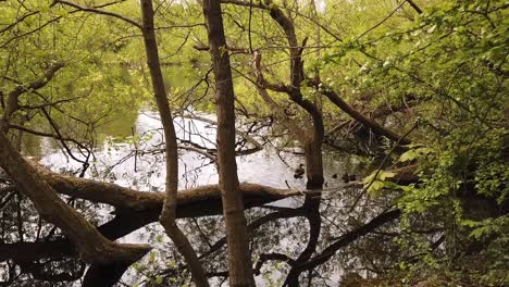 coot chicks with mother swimming on pond with trees reflected on the water in spring