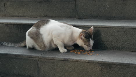 cat eating cat food with stone background edge of city