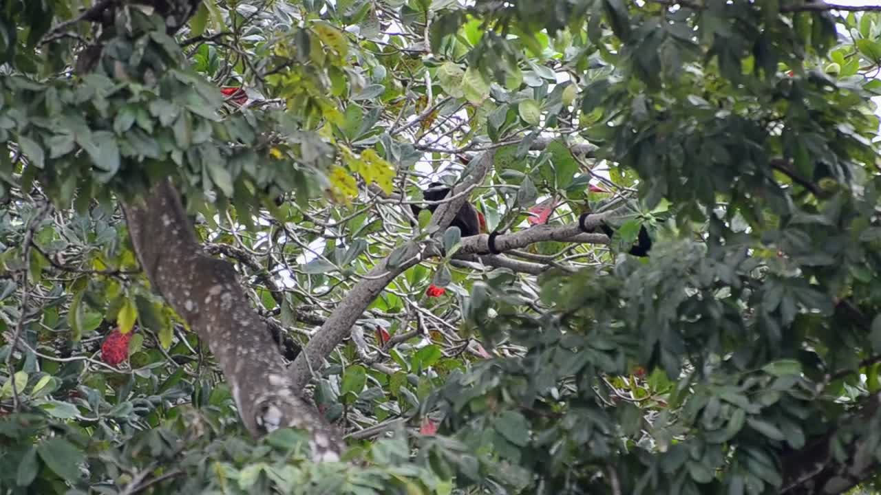 varios monos aulladores peleando y jugando entre ellos en una rama dentro de la espesa selva tropical costera de costa rica