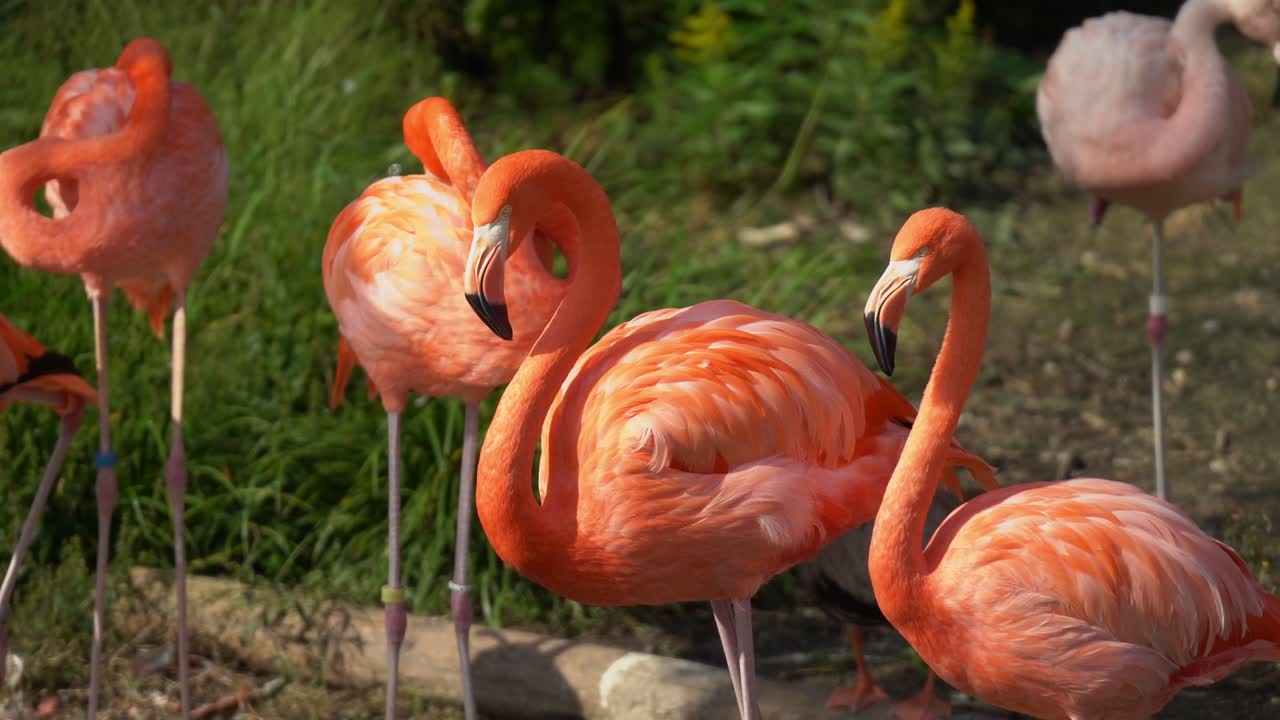 A Group of Flamingos Standing Still (Aichi, Japan)