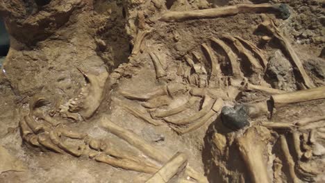 fossilized remains of a cave man in a song museum collection, pacitan